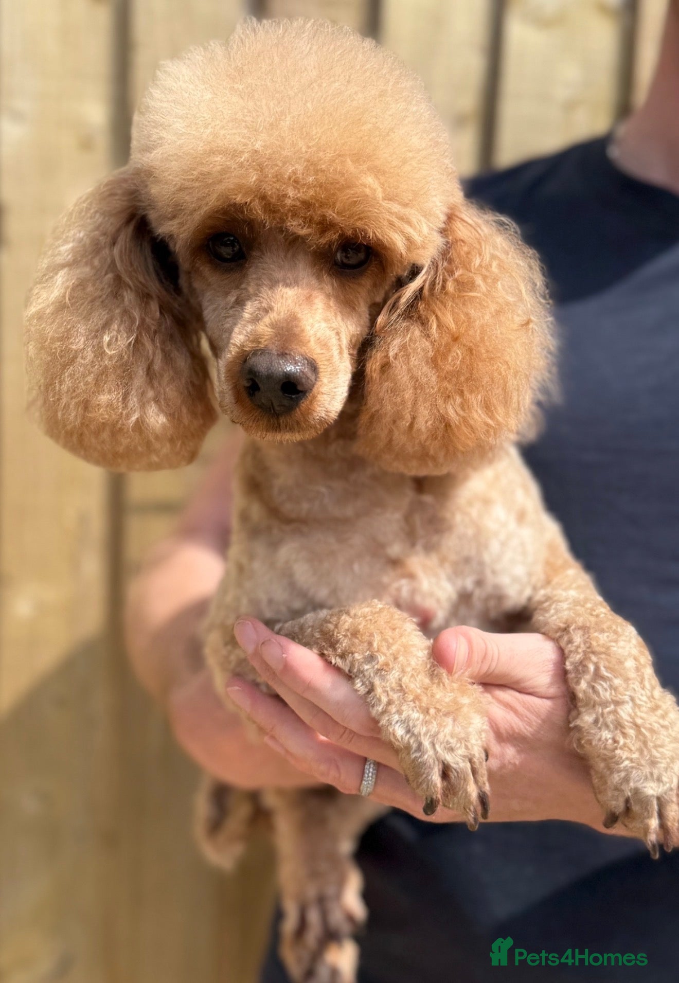 Toy Poodle dogs 💙Stunning KC Toy Poodle Stud 💙 - Advert 2
