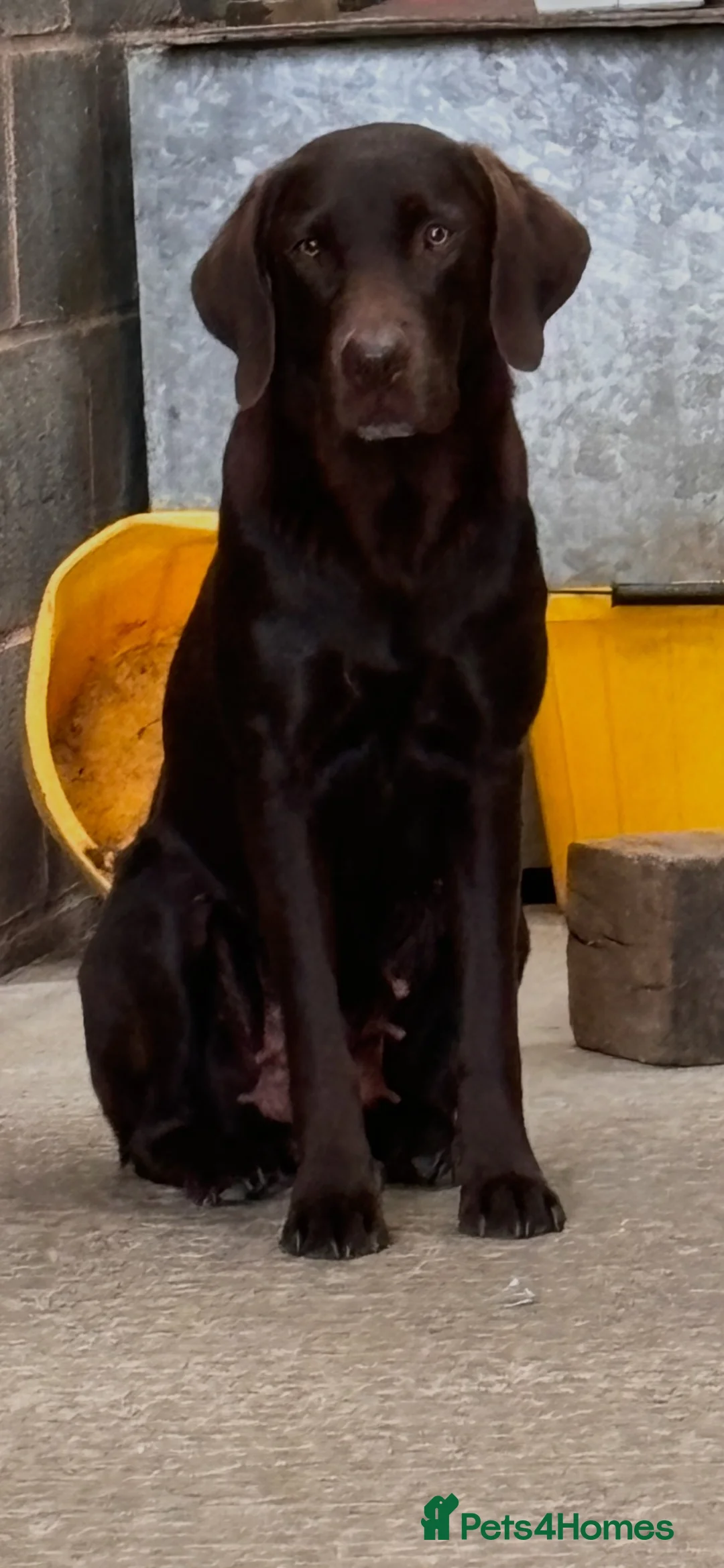 Labrador Retriever dogs for sale: Chocolate Labradors  - Advert 11