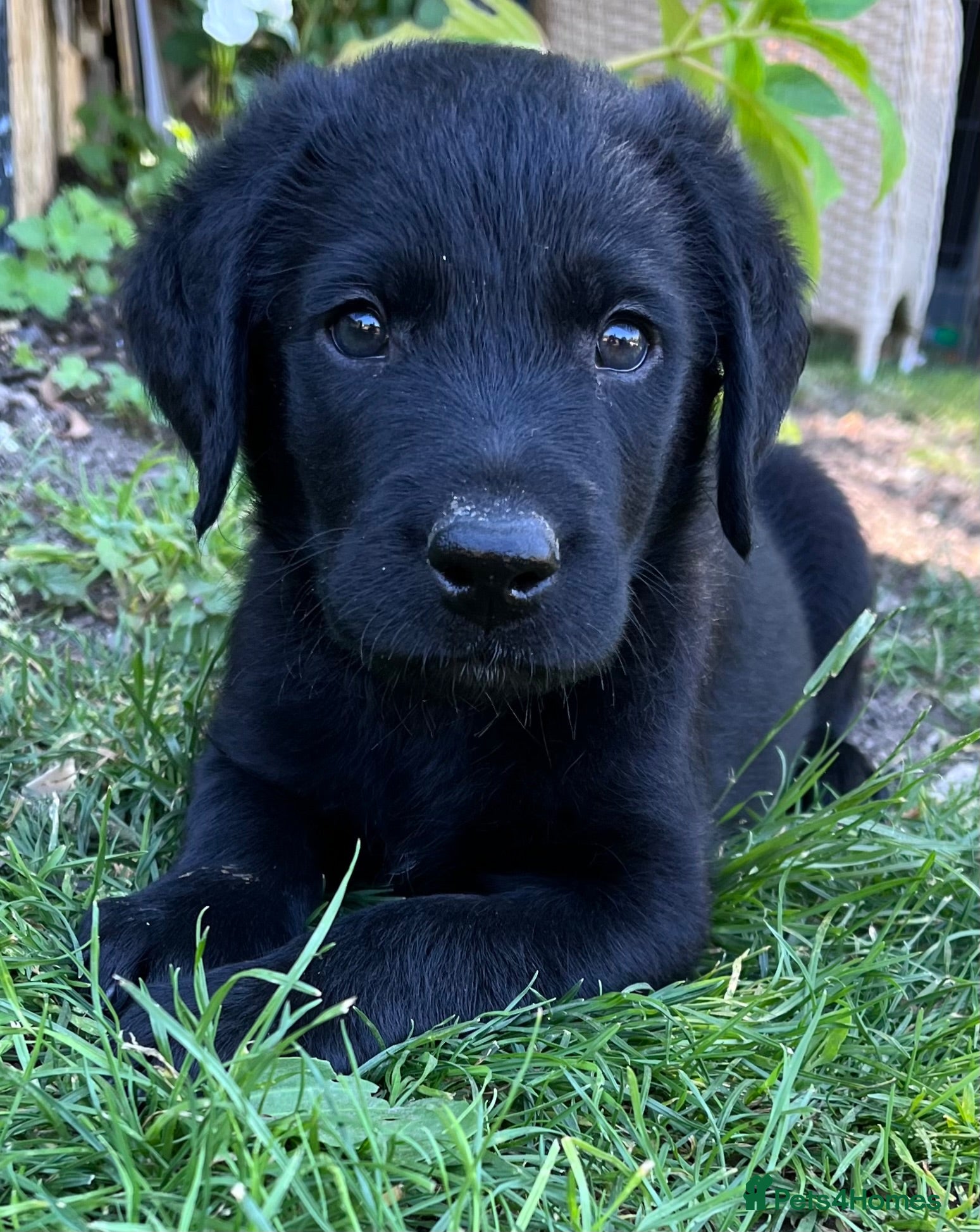 Labrador Retriever dogs KC Reg.Parents Fully Health Tested.Ready Now - Advert 2