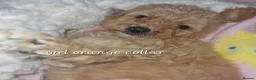 Cavapoochon dogs for sale: Beautiful cavapoochon puppies  - Advert 4