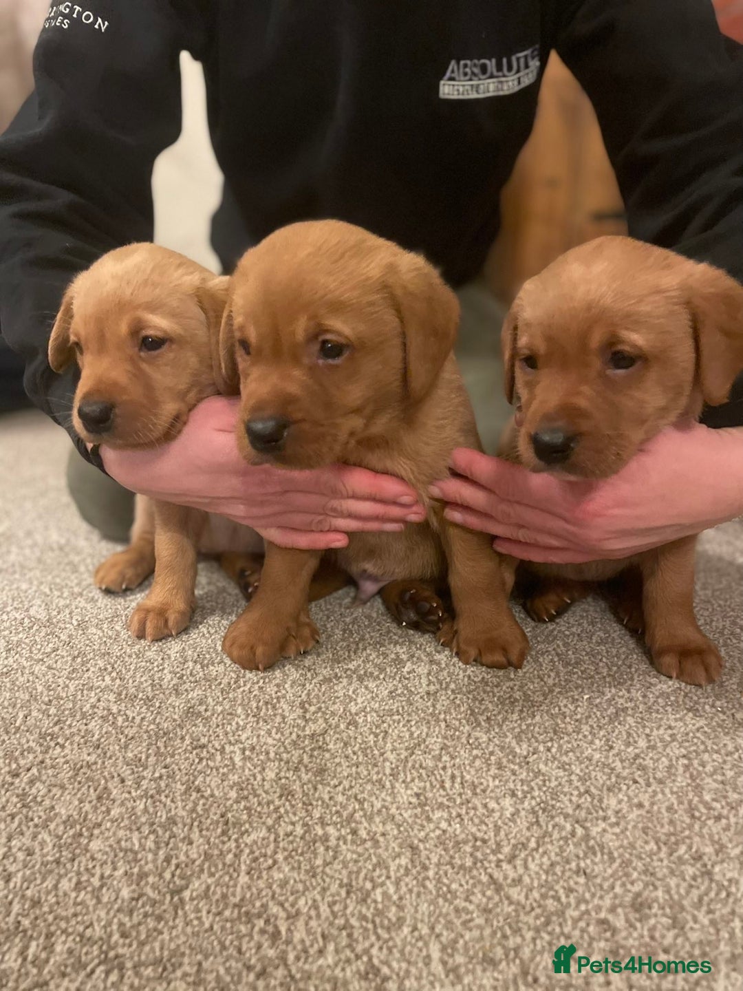 Labrador Retriever dogs for sale: kc registered Labrador puppies - Advert 3