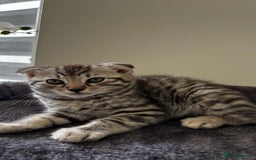 British Shorthair cats for sale: 4 lovely kittens looking for a nice home - Image 5