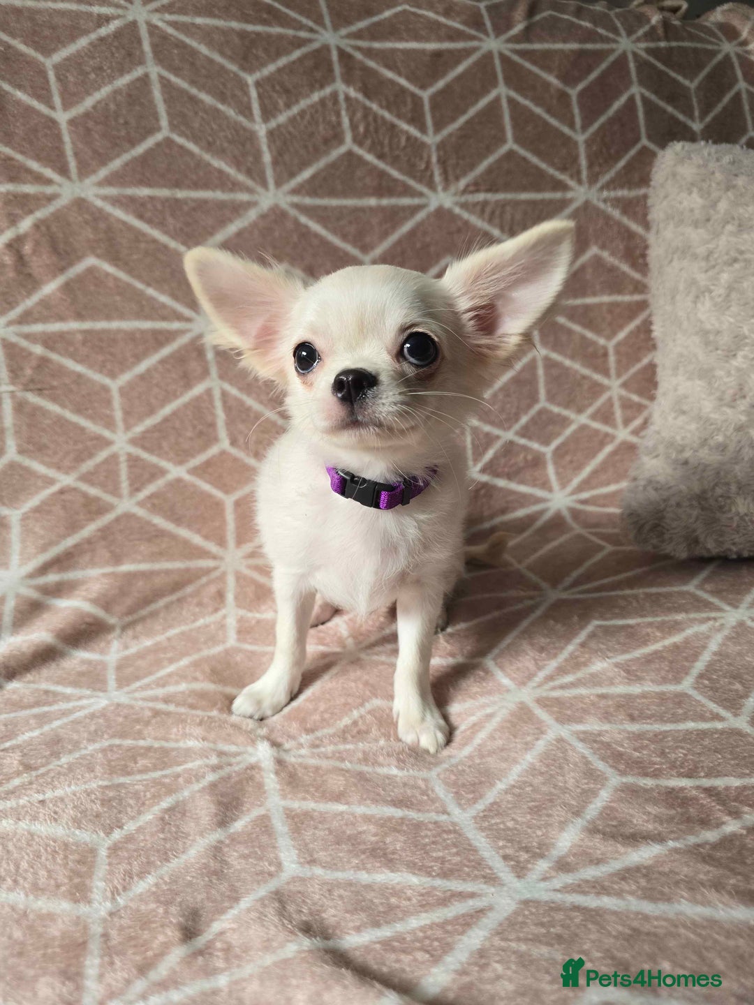 Chihuahua dogs for sale: 3 Handsome (KC) Chihuahua boys left (New photos) - Image 15