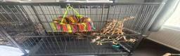 Cockatoo birds for sale: Sulpher crested cockatoo SILLY TAME in Rochdale - Advert 5