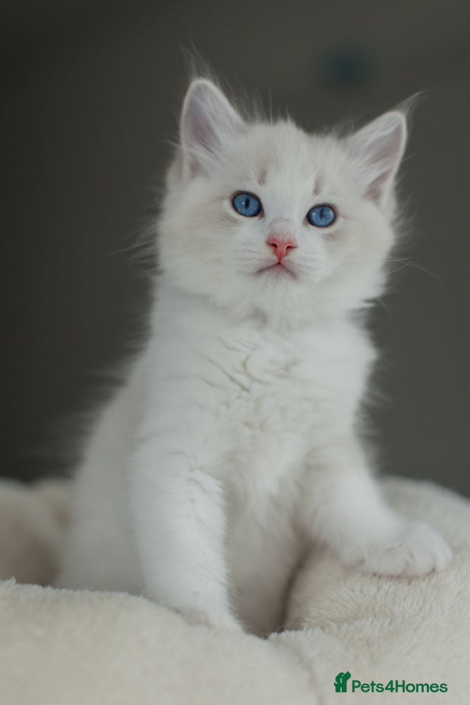 Ragdoll cats Best Bicolour Lynx Ragdoll kittens - Advert 2