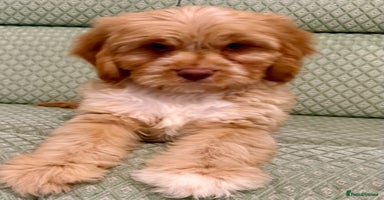 Cavapoo dogs - Advert 14