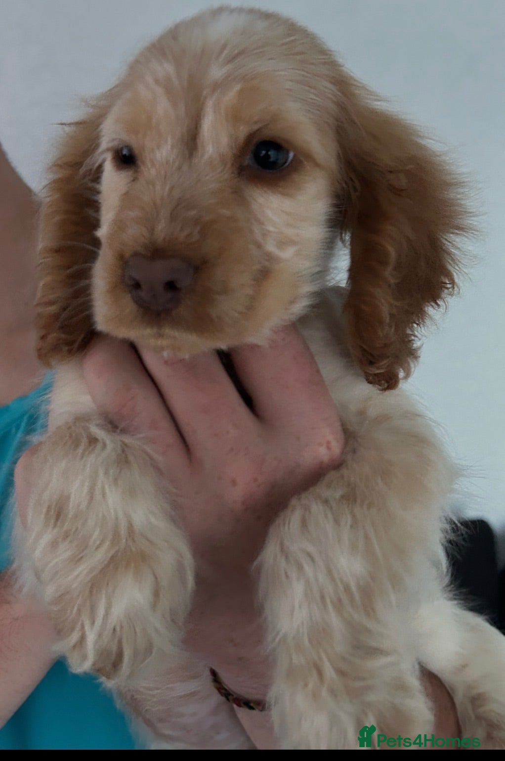 Cocker Spaniel dogs Show type One Adorable orange roan Boy left 🐶 - Advert 1