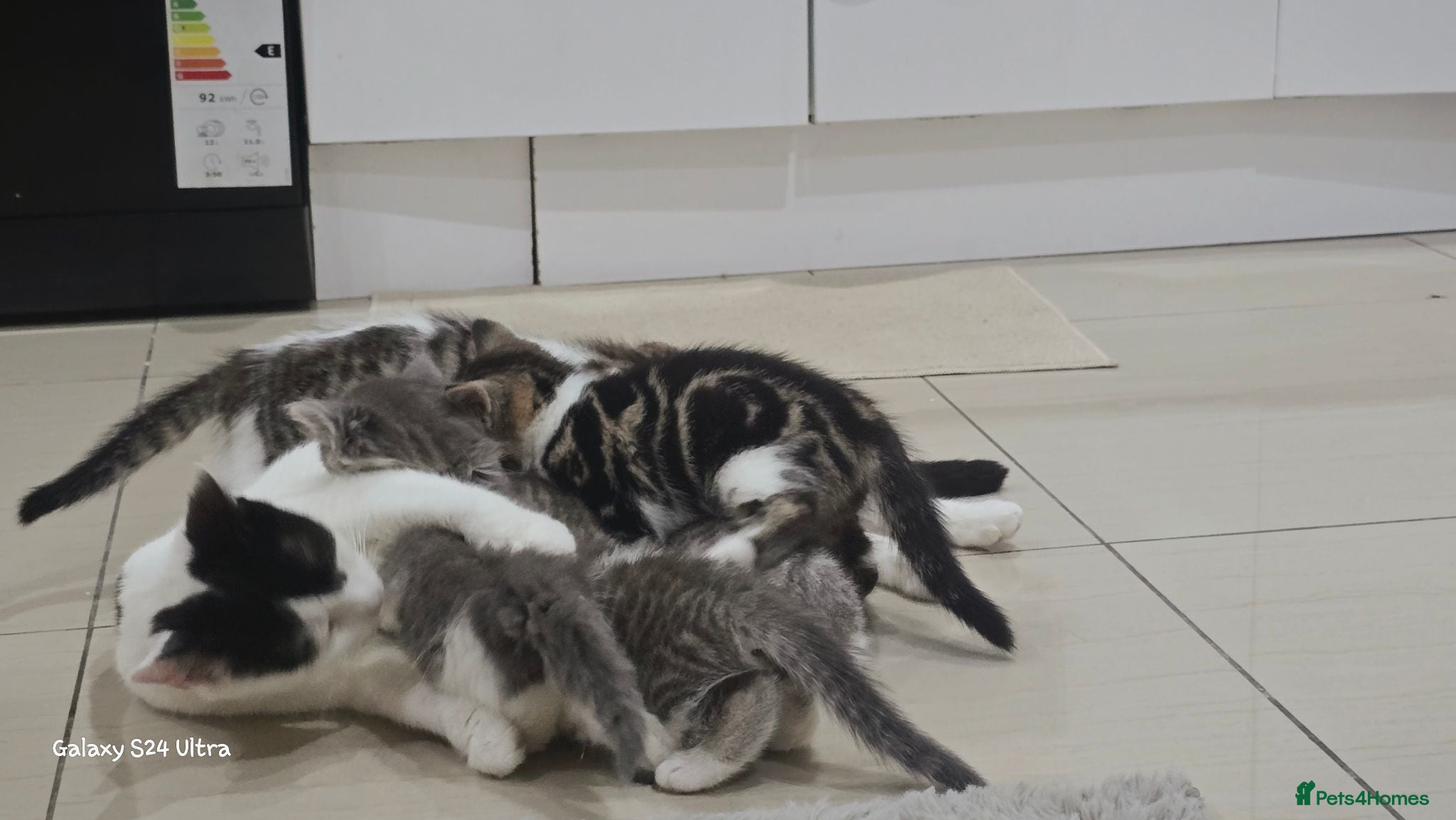 Mixed Breed cats Mixed breed male and female  - Advert 1