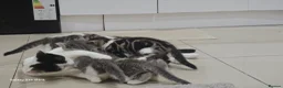 Mixed Breed cats for sale: Mixed breed male and female  in London - Advert 1