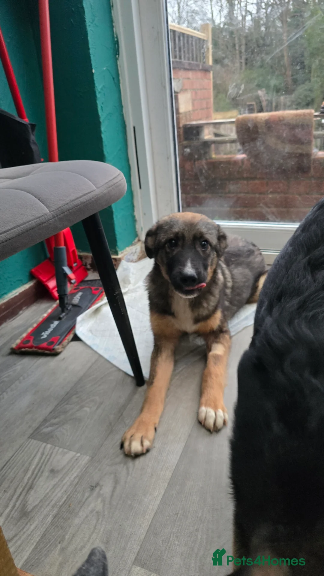 Mixed Breed dogs for adoption: Cute Colby for Adoption!  - Advert 10