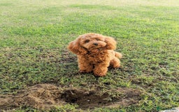 Cavapoo dogs for sale: Zoey a beautiful female Cavapoo puppy  - Image 1