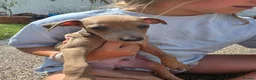 Italian Greyhound dogs for sale: Beautiful Italian-greyhound puppies - Advert 16