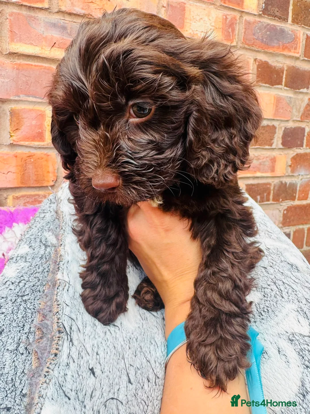 Cavapoo dogs for sale: Beautifull health tested cavapoos  - Advert 10