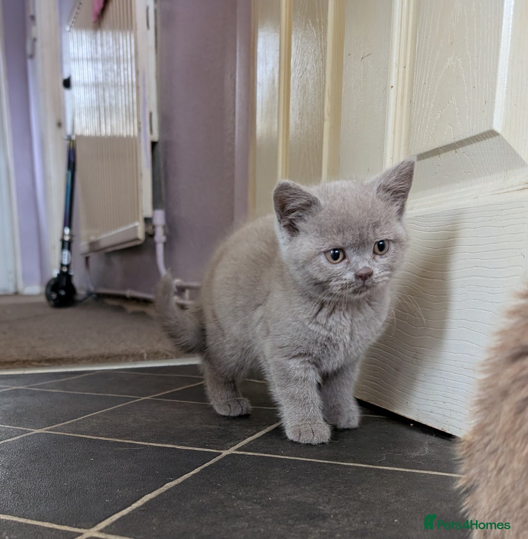 British Shorthair cats for sale: Beautiful female kitten  - Image 7