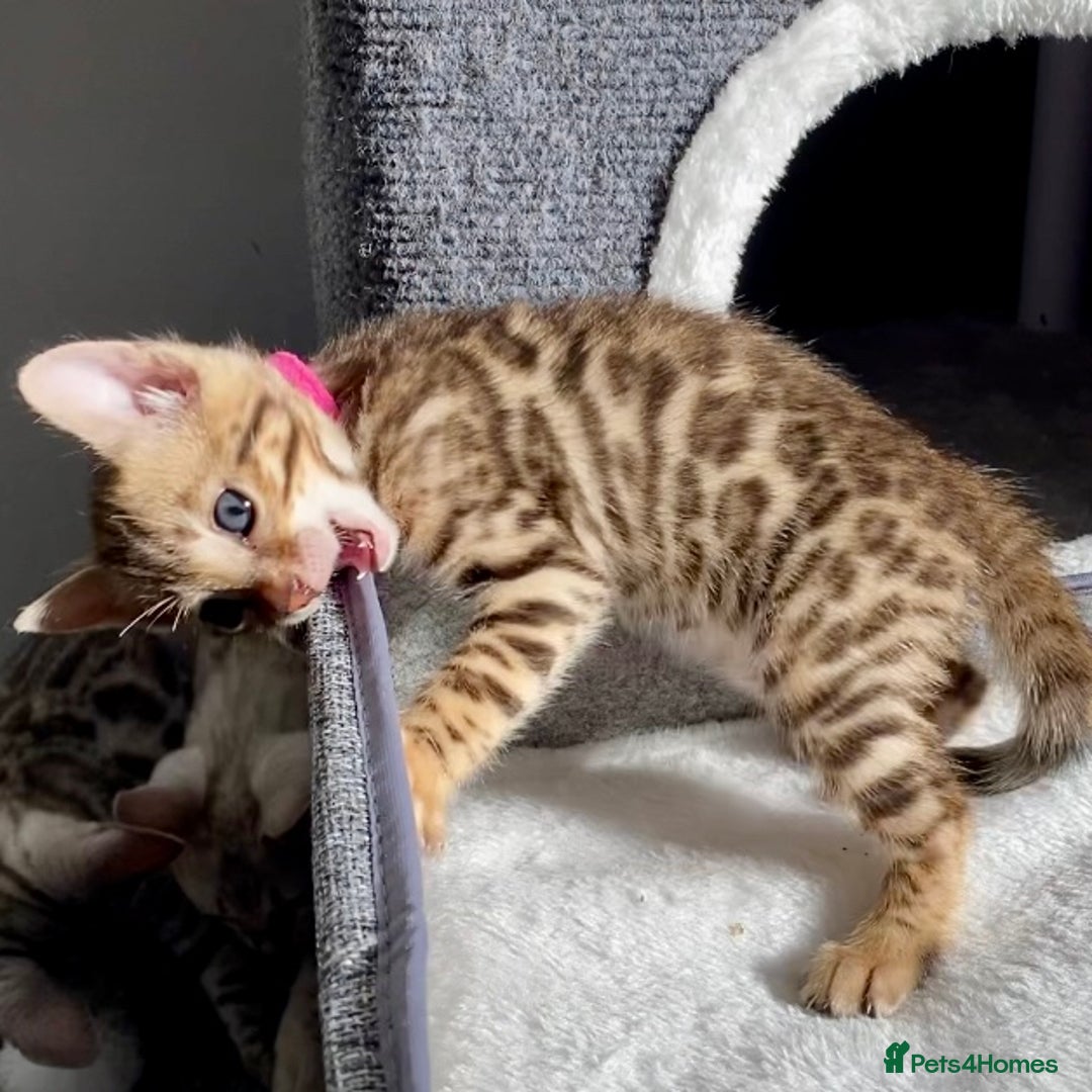 Bengal cats for sale: ⭐️ 1 LEFT!! - STUNNING TICA REG BENGAL CUBS ⭐️ - Image 18