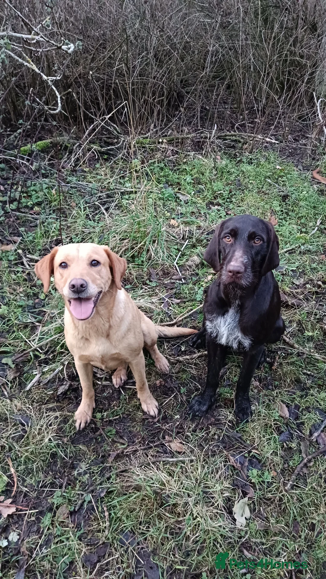 Mixed Breed dogs for sale: Wirehaired Pointer hybrid x Labrador puppies  in Fraserburgh - Advert 1