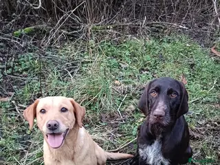Mixed Breed dogs Wirehaired Pointer hybrid x Labrador puppies in Fraserburgh - Advert 1