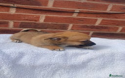 Mixed Breed dogs for sale: Jack Russel cross Pomeranian puppy’s  - Image 4
