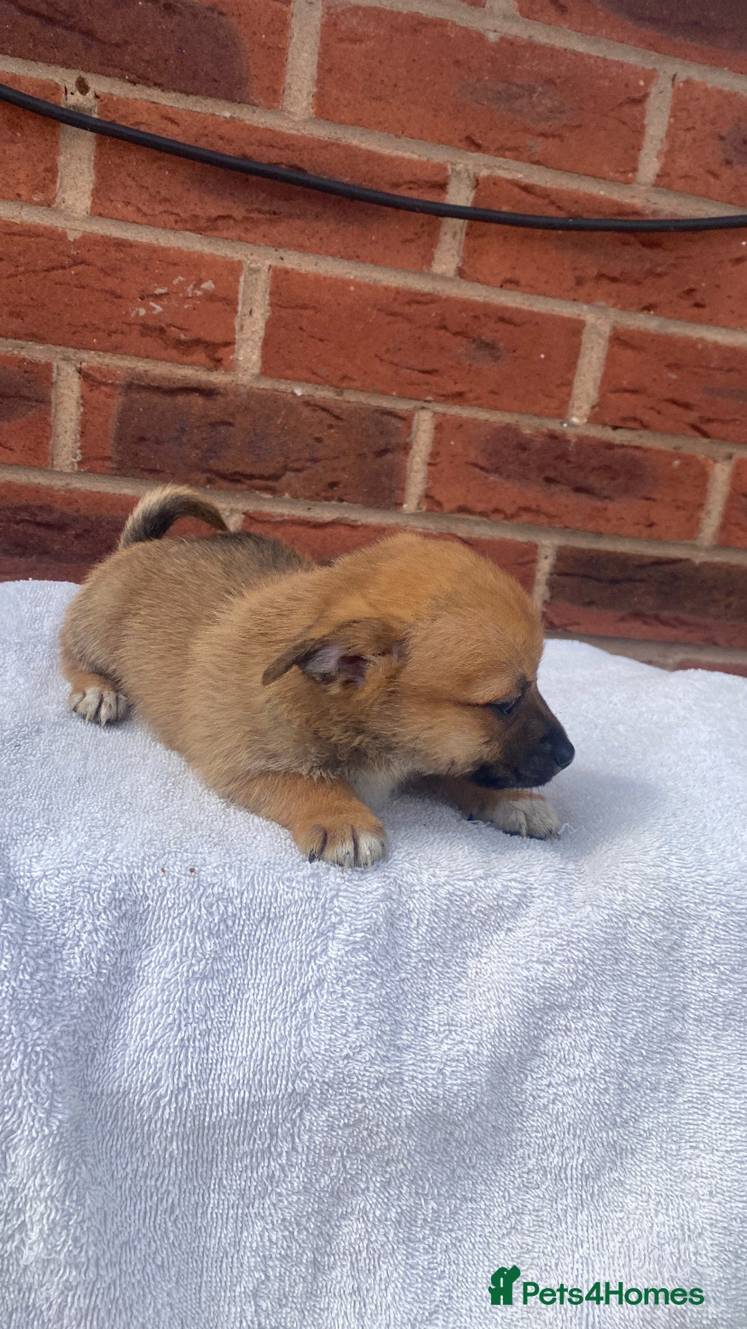 Mixed Breed dogs for sale: Jack Russel cross Pomeranian puppy’s  - Image 4