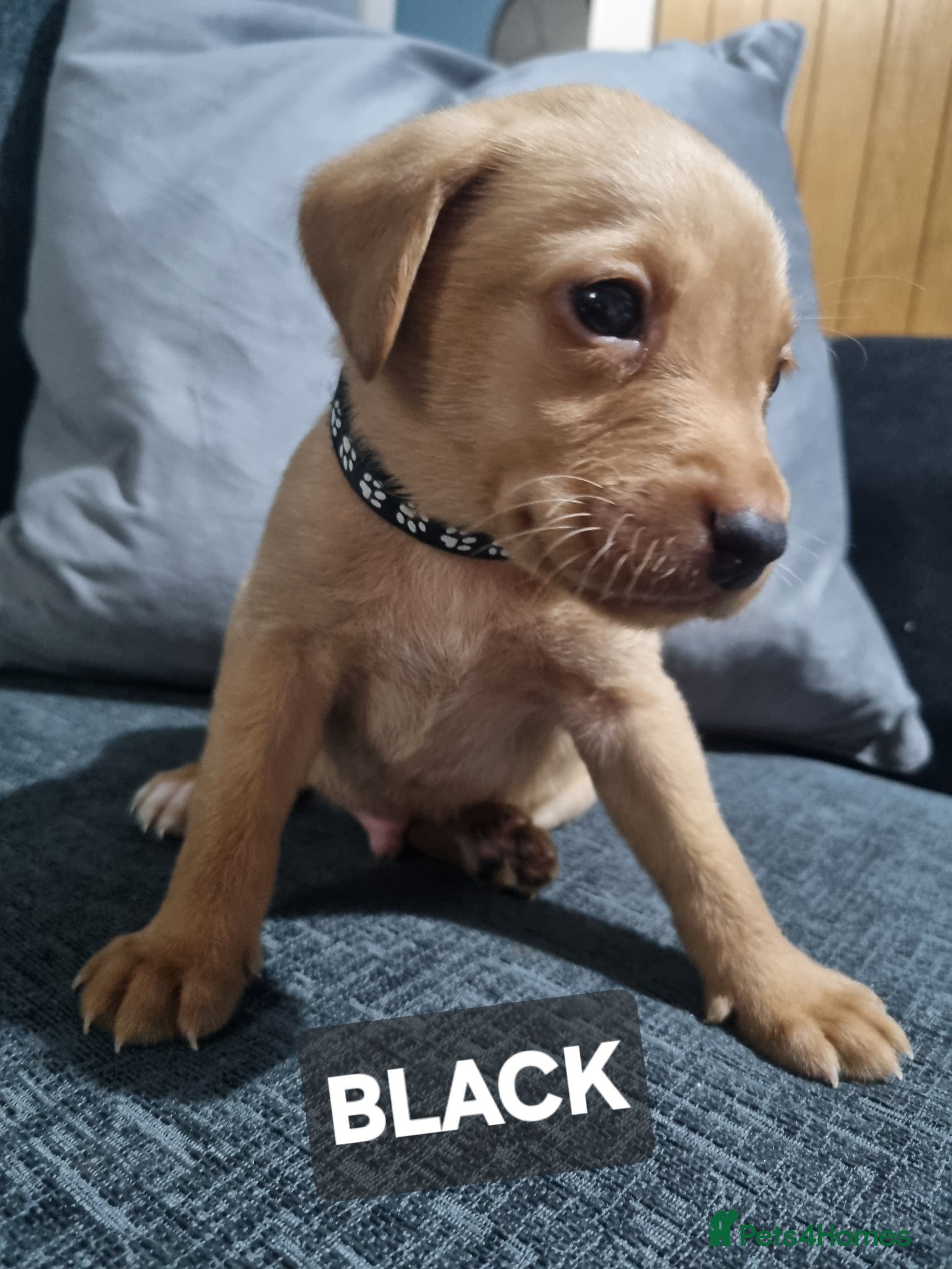 Labrador Retriever dogs ⭐️*LABRADOR PUPS FOR SALE!*⭐️ RTG 18/04 🐾 - Advert 1