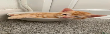 Mixed Breed 2