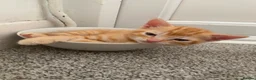 Mixed Breed cats for sale: Two male ginger kittens - Advert 3