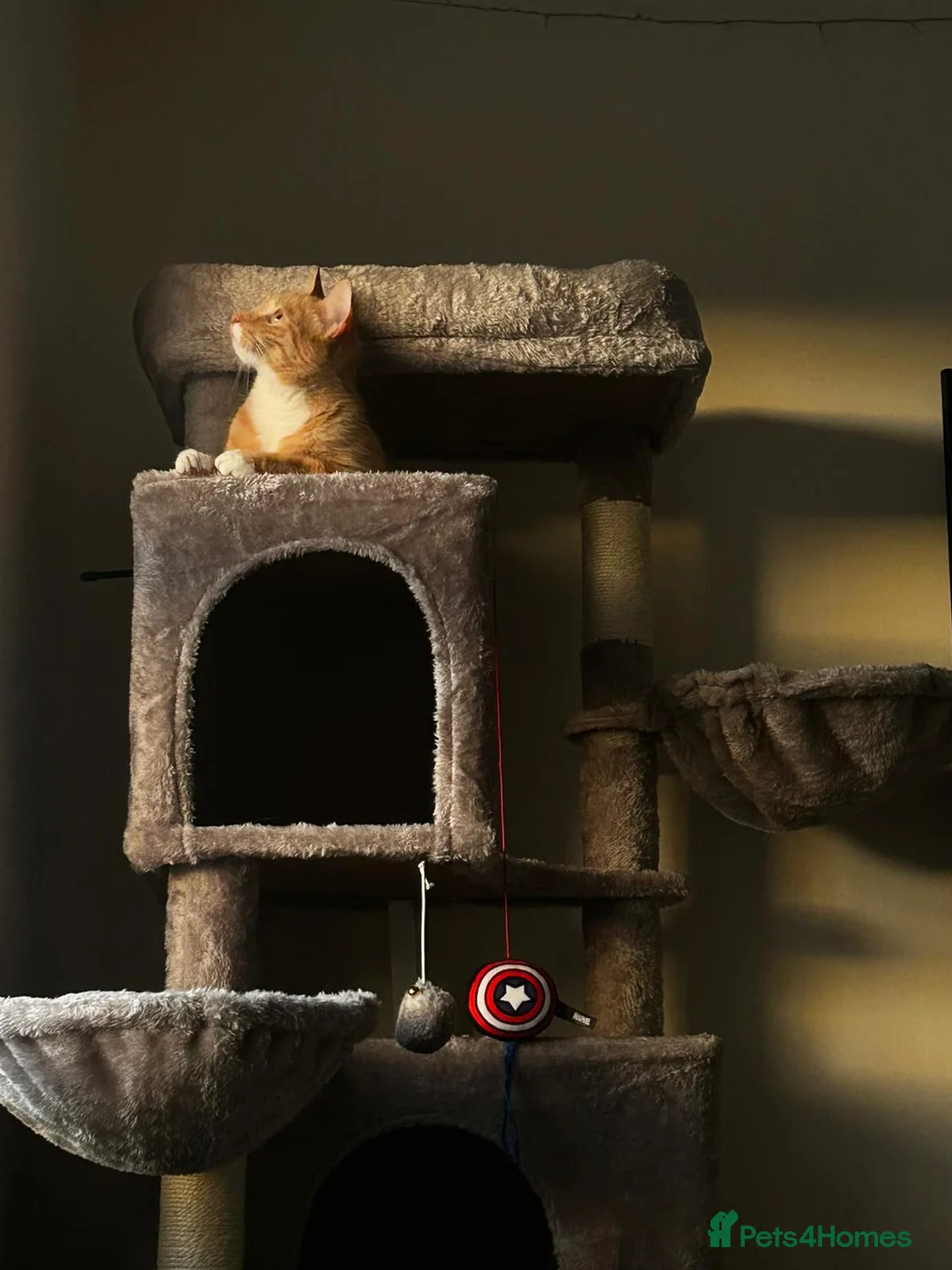 Mixed Breed cats for sale: Adorable Trio(1 boy,1 girl)ready for Loving Homes - Advert 33