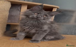 Maine Coon cats for sale: XL maine coon kittens Russia bloodlines Ready Now in Spalding - Image 13