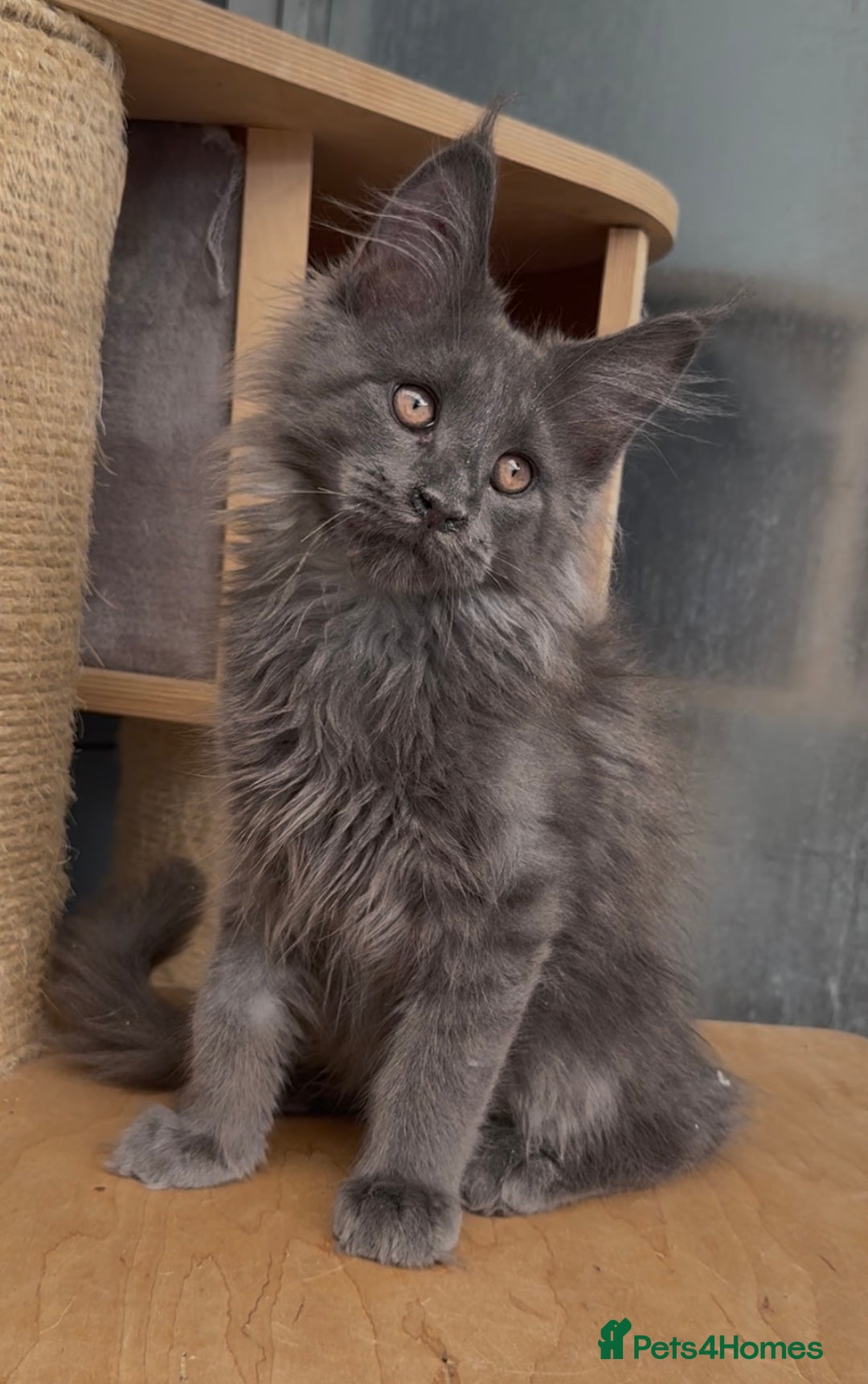 Maine Coon cats for sale: XL maine coon kittens Russia bloodlines Ready Now in Spalding - Image 13