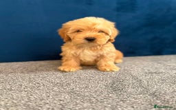 Cockapoo dogs for sale: Ready to go beautiful puppies  - Advert 7