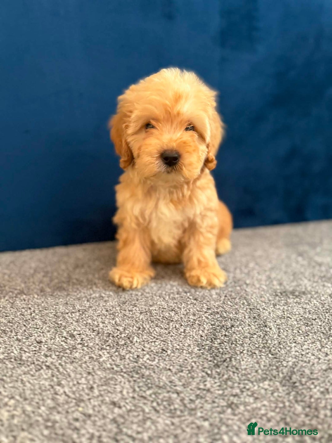 Cockapoo dogs for sale: Ready to go beautiful puppies  - Advert 7