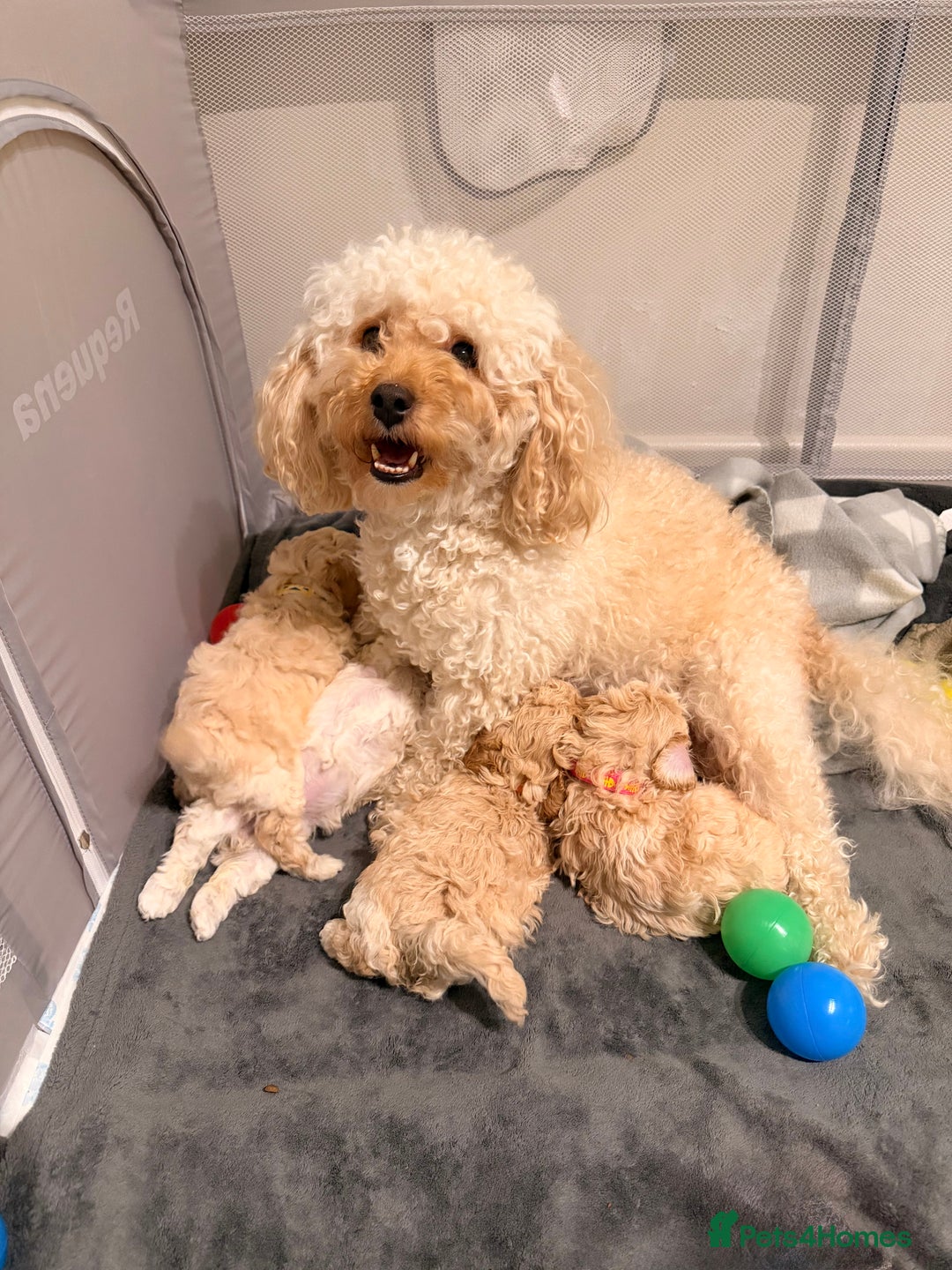 Cavapoochon dogs for sale: Cavapoochon Puppies Available From 12th January - Advert 2