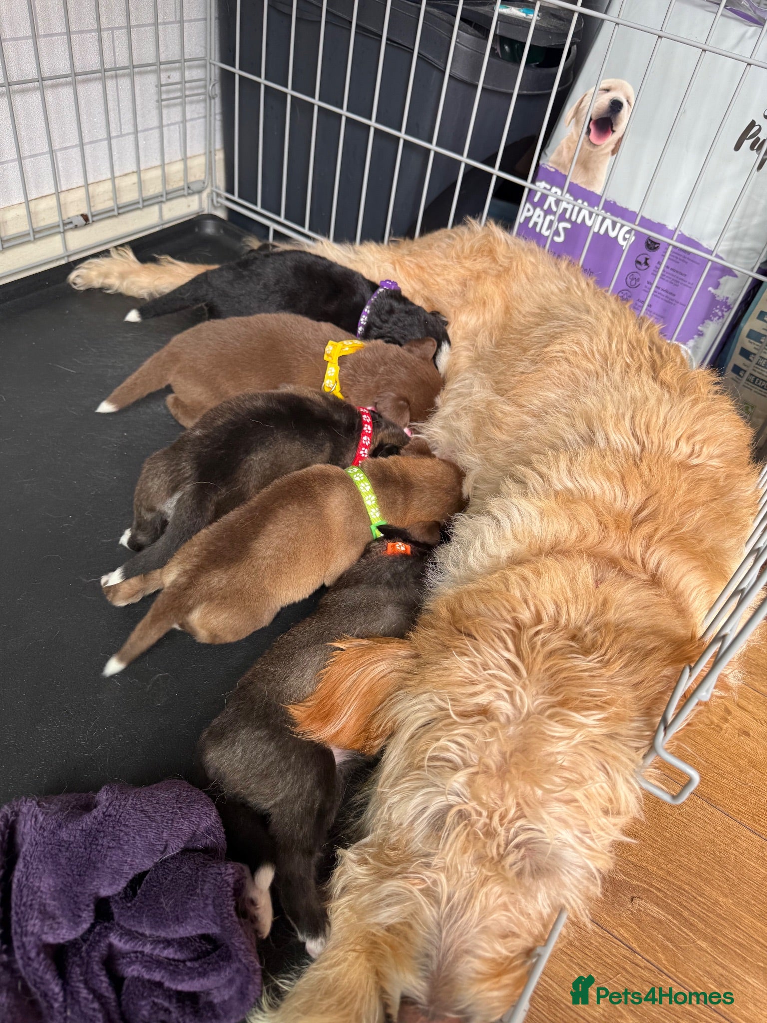 Mixed Breed dogs Labradoodle × Siberian Husky Puppies - Advert 1