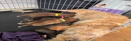 Mixed Breed dogs for sale: Labradoodle × Siberian Husky Puppies - Advert 1