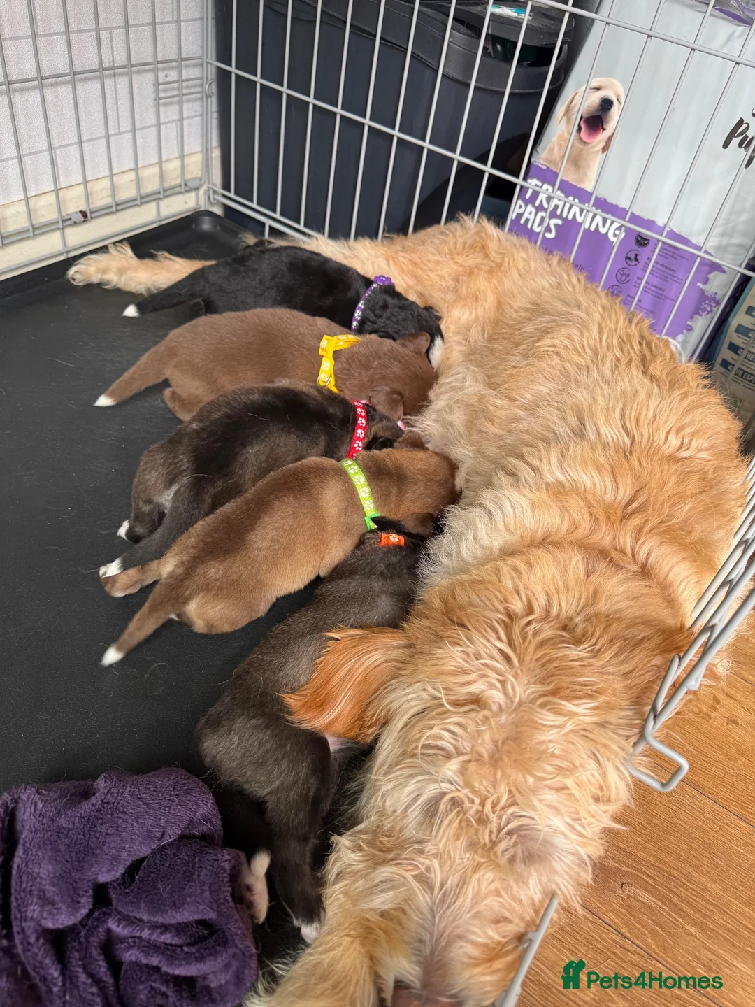 Mixed Breed dogs for sale: Labradoodle × Siberian Husky Puppies - Advert 1