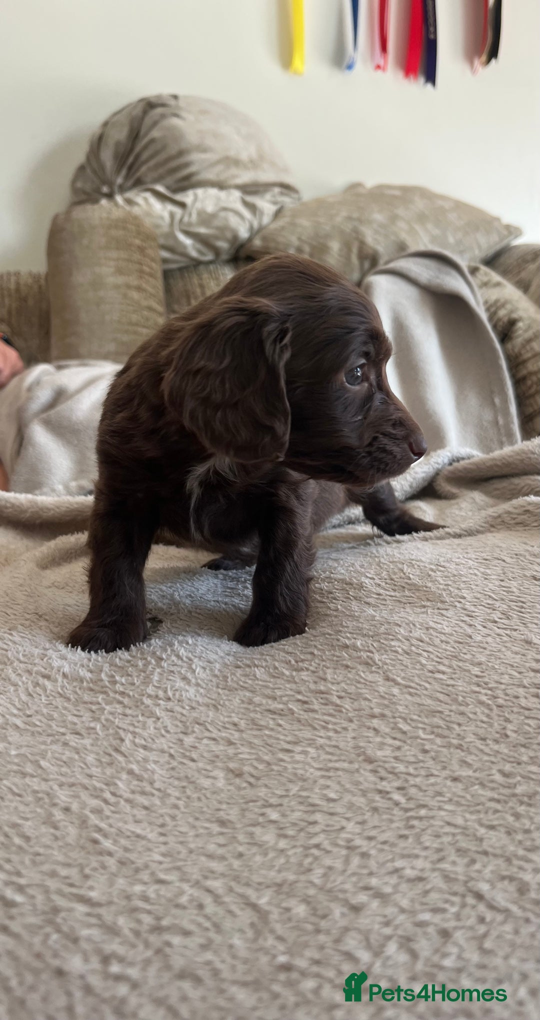 Cockapoo dogs for sale: Cockapoo Puppies looking for their forever home! - Image 8