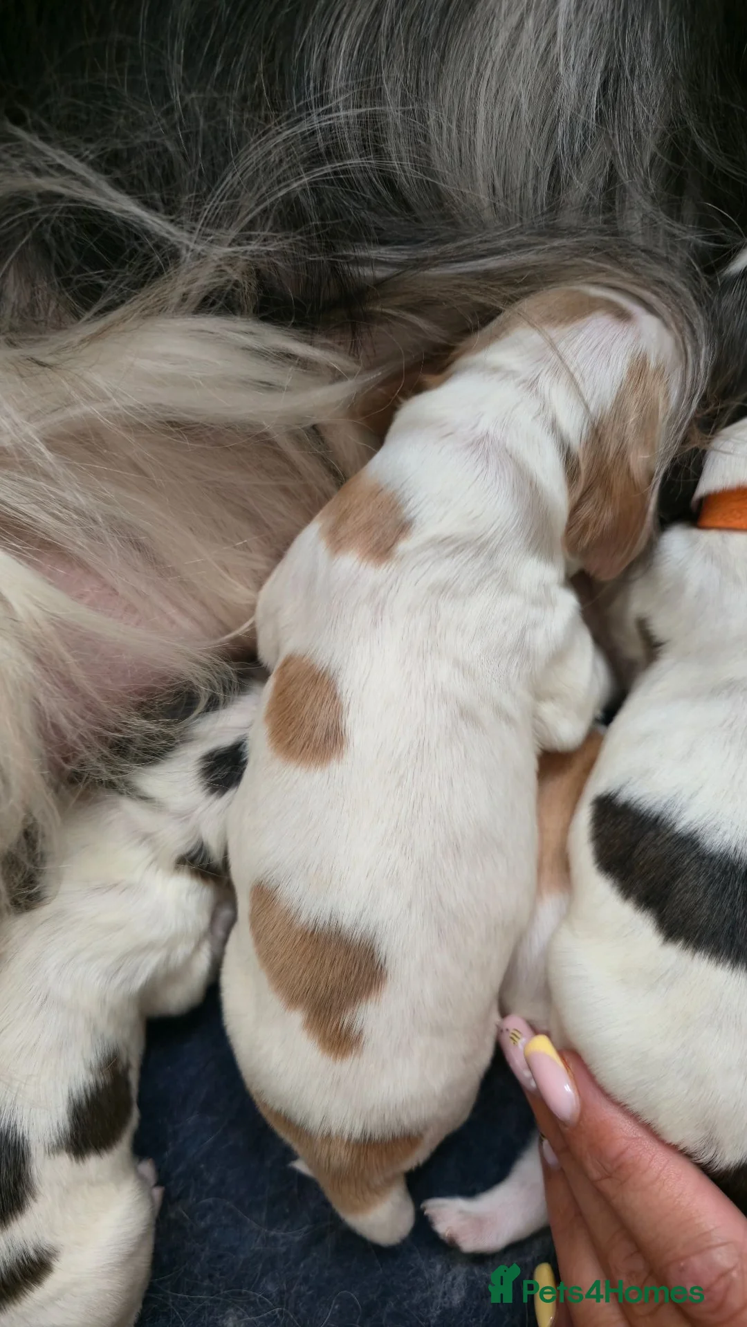 Cocker Spaniel dogs for sale: KC Reg Show Cocker Spaniel Sable Puppies - Advert 10