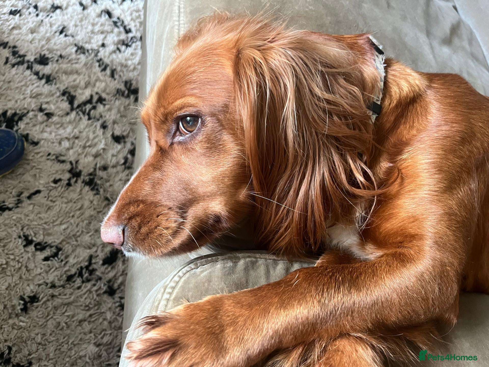 Cocker Spaniel dogs KC REGISTERED WORKING COCKER SPANIEL PUPPIES - Advert 1