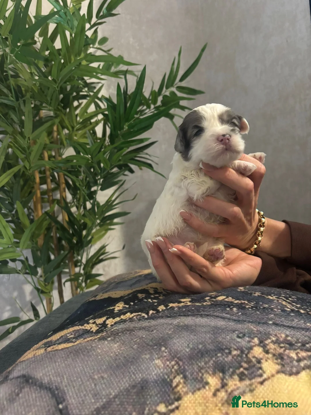 Shihpoo dogs for sale: Shih tzu X miniature poodle puppies - Advert 9