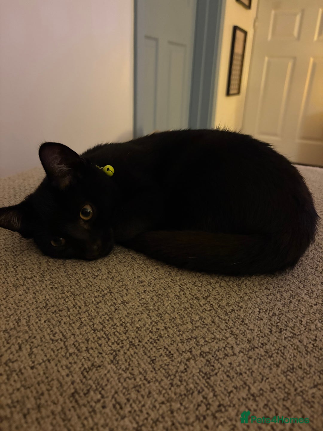 Domestic Shorthair cats for sale: Gorgeous 3 Month Old Kitten  - Image 4