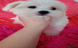 Maltese dogs for sale: Maltese puppies 2 girls and boy in Crewe - Image 6