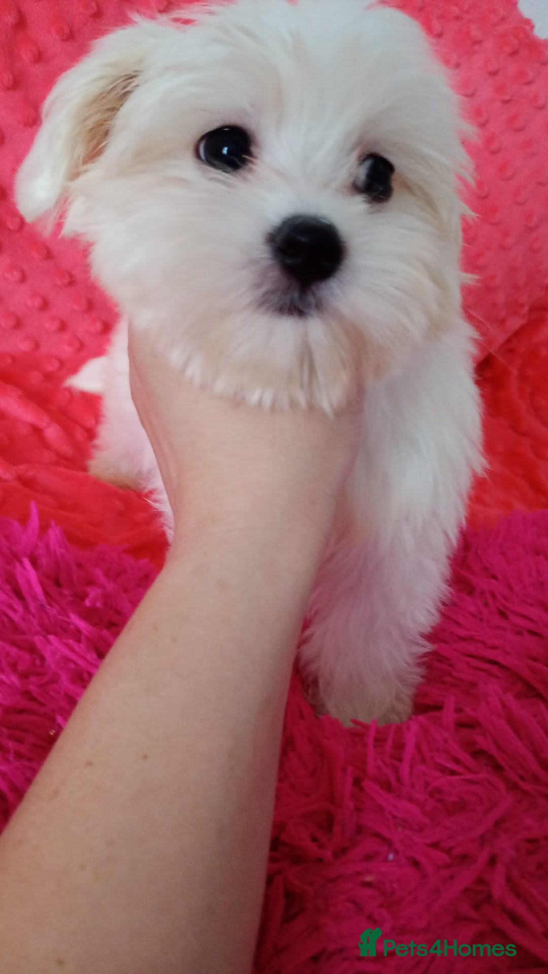 Maltese dogs for sale: Maltese puppies 2 girls and boy in Crewe - Image 6