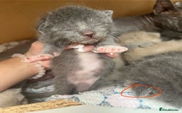 Ragdoll cats for sale: Ragdoll X Sphynx kittens  - Image 14