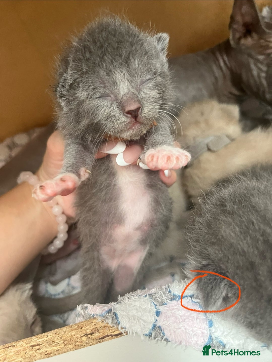 Ragdoll cats for sale: Ragdoll X Sphynx kittens  - Image 14