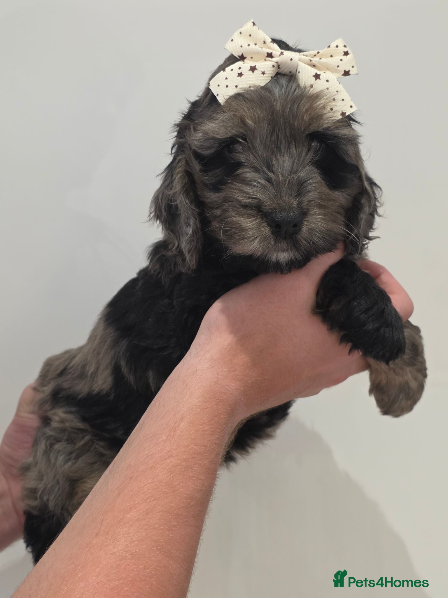 Cockapoo dogs Stunning health tested cockapoos - Advert 2