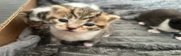 Mixed Breed cats for sale: 3 lovely little kittens  - Advert 18