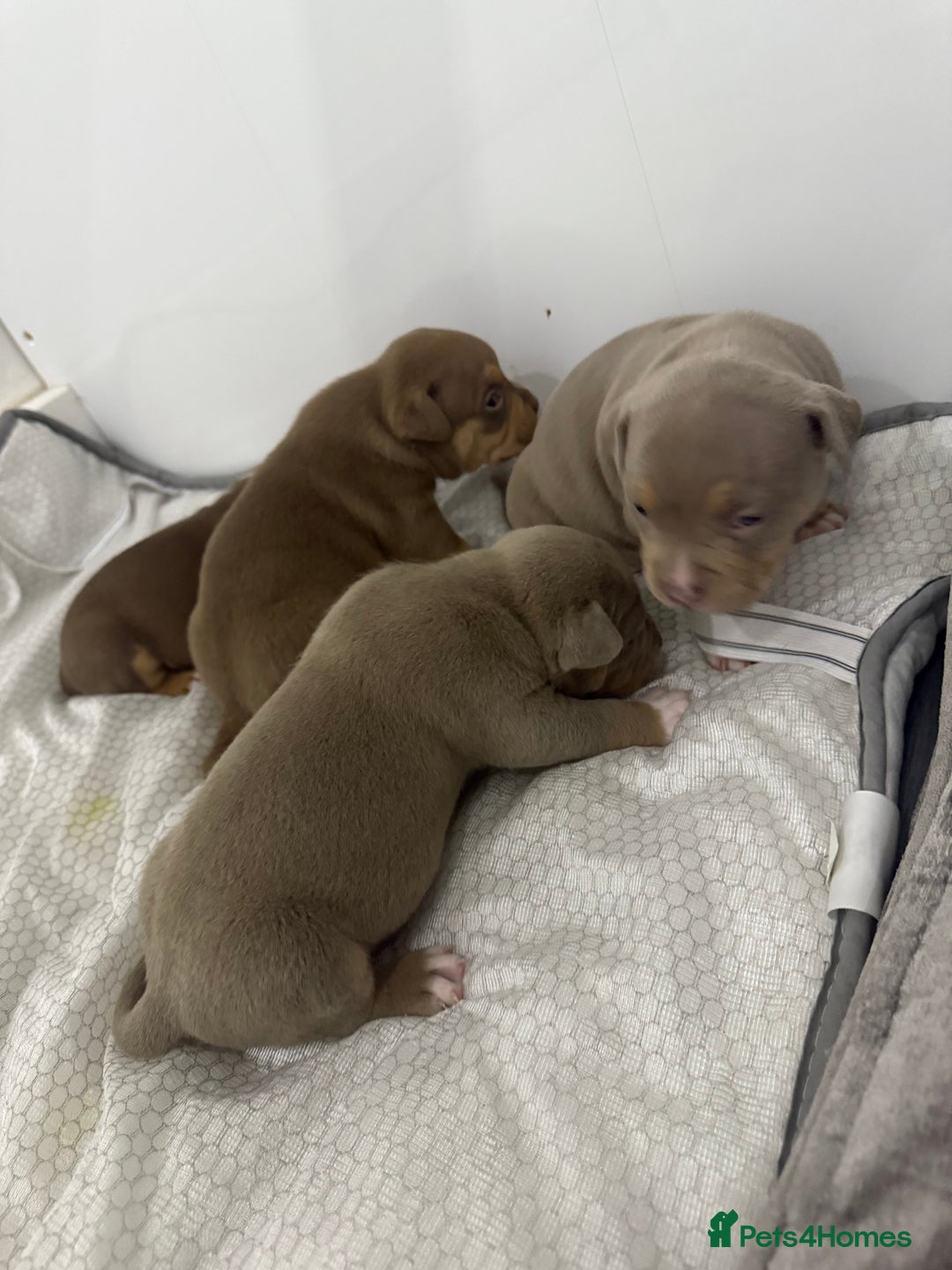 American Bully dogs for sale: Beautiful little pocket bullies for sale - Advert 18