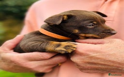 Lancashire Heeler dogs for sale: 6 Pedigree Lancashire Heeler Dogs for sale. - Image 17