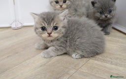 British Shorthair cats for sale: 🐾Pedigree British Shorthair Kittens – GCCF REG🐾 - Image 7
