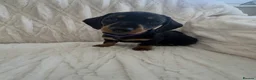 Miniature Dachshund dogs for sale: 3 beautiful miniature dachshund girls  in Chesterfield - Advert 12